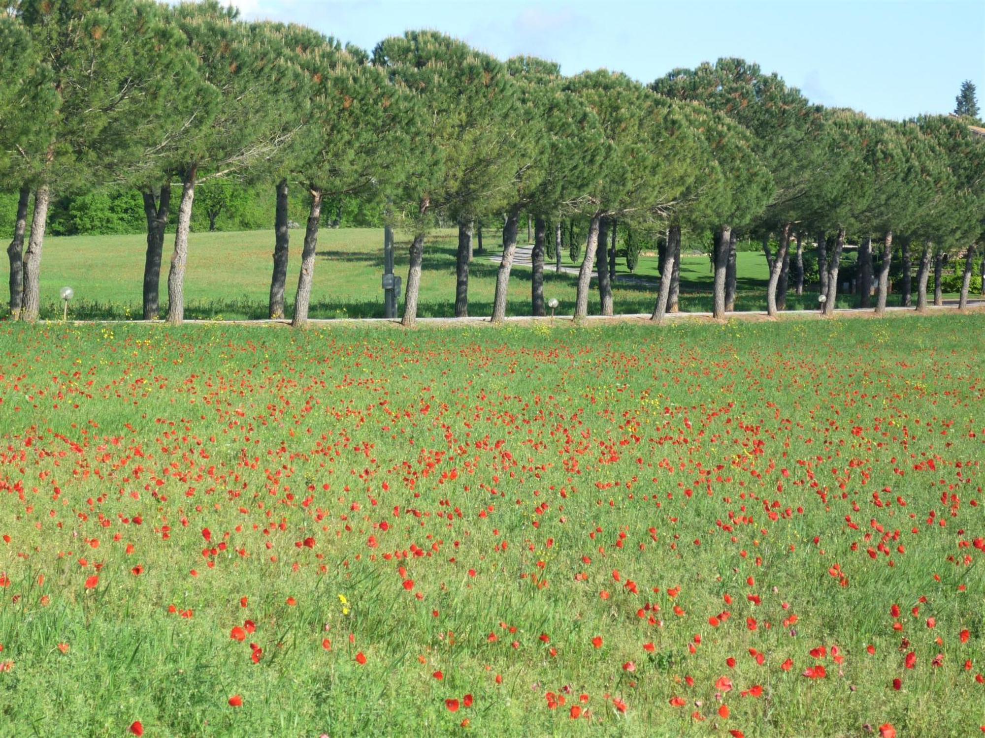 Fattoria Agriturismo Nerbona Casole dʼElsa Exteriör bild