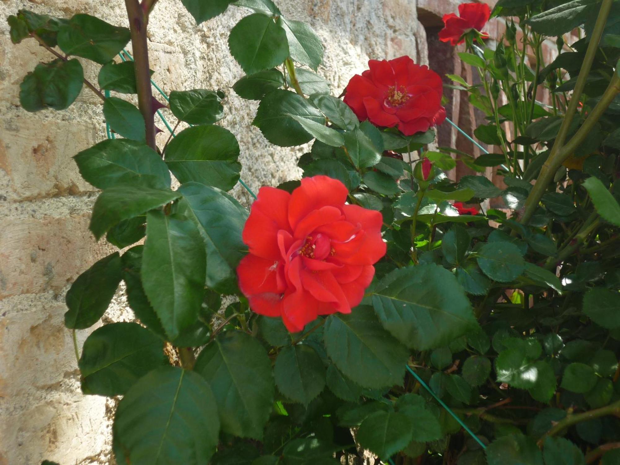 Fattoria Agriturismo Nerbona Villa Casole dʼElsa Exteriör bild